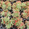 [PACK of 10 PLANTS] x Echeveria Briar Rose f. cristata