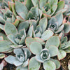 [PACK of 10 PLANTS] x Echeveria 'Cante'