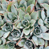 [PACK of 10 PLANTS] x Echeveria 'Cante'