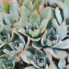[PACK of 10 PLANTS] x Echeveria 'Cante'
