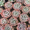 [PACK of 10 PLANTS] x Echeveria Beyonce Rainbow Variegated