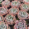 [PACK of 10 PLANTS] x Echeveria Beyonce Rainbow Variegated