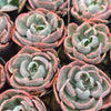 [PACK of 10 PLANTS] x Echeveria Beyonce Rainbow Variegated