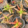 [PACK of 10 PLANTS] x Crassula Fusca (TOP CUT)