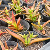 [PACK of 10 PLANTS] x Crassula Fusca (TOP CUT)