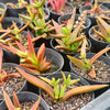 [PACK of 10 PLANTS] x Crassula Fusca (TOP CUT)