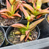 [PACK of 10 PLANTS] x Crassula Fusca (TOP CUT)