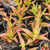 [PACK of 10 PLANTS] x Crassula Fusca (TOP CUT)