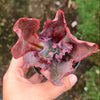 [PACK of 10 PLANTS] x Echeveria 'Zorro'