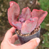 [PACK of 10 PLANTS] x Echeveria 'Zorro'