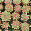 [PACK of 10 PLANTS] x Echeveria 'Red Pin'
