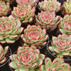 [PACK of 10 PLANTS] x Echeveria 'Red Pin'