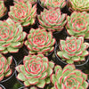 [PACK of 10 PLANTS] x Echeveria 'Red Pin'