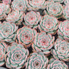 [PACK of 10 PLANTS] x Echeveria Estella