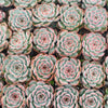 [PACK of 10 PLANTS] x Echeveria Estella