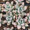 [PACK of 10 PLANTS] x Graptoveria 'Opalina'