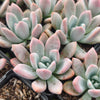 [PACK of 10 PLANTS] x Graptoveria 'Opalina'