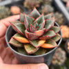 [PACK of 10 PLANTS] x Echeveria Dionysos Monokerotis MINOR Variegation