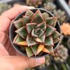 [PACK of 10 PLANTS] x Echeveria Dionysos Monokerotis MINOR Variegation