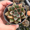 [PACK of 10 PLANTS] x Echeveria Dionysos Monokerotis MINOR Variegation