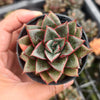 [PACK of 10 PLANTS] x Echeveria Dionysos Monokerotis MINOR Variegation