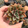 [PACK of 10 PLANTS] x Echeveria Dionysos Monokerotis MINOR Variegation