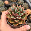 [PACK of 10 PLANTS] x Echeveria Dionysos Monokerotis MINOR Variegation