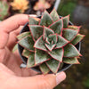 [PACK of 10 PLANTS] x Echeveria Dionysos Monokerotis MINOR Variegation