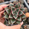 [PACK of 10 PLANTS] x Echeveria Dionysos Monokerotis MINOR Variegation