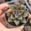 [PACK of 10 PLANTS] x Echeveria Dionysos Monokerotis MINOR Variegation