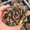 [PACK of 10 PLANTS] x Echeveria Dionysos Monokerotis MINOR Variegation