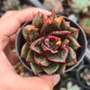 [PACK of 10 PLANTS] x Echeveria Dionysos Monokerotis MINOR Variegation