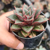 [PACK of 10 PLANTS] x Echeveria Dionysos Monokerotis MINOR Variegation