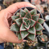 [PACK of 10 PLANTS] x Echeveria Dionysos Monokerotis MINOR Variegation