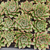 [PACK of 10 PLANTS] x Echeveria Red Rose