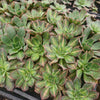 [PACK of 10 PLANTS] x Aeonium 'Lemon-Lime' (aka. A. Starburst)(CLEARANCE $2.10EA)