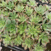 [PACK of 10 PLANTS] x Aeonium 'Lemon-Lime' (aka. A. Starburst)(CLEARANCE $2.10EA)
