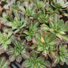 [PACK of 10 PLANTS] x Aeonium 'Lemon-Lime' (aka. A. Starburst)(CLEARANCE $2.10EA)