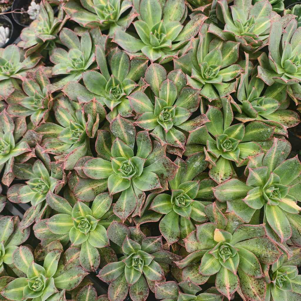 [PACK of 10 PLANTS] x Aeonium 'Lemon-Lime' (aka. A. Starburst)(CLEARANCE $2.10EA)