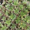 [PACK of 10 PLANTS] x Aeonium 'Lemon-Lime' (aka. A. Starburst)(CLEARANCE $2.10EA)