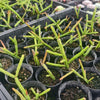 [PACK of 10 PLANTS] x Rhipsalis pentaptera (CLEARANCE $1.50EA)