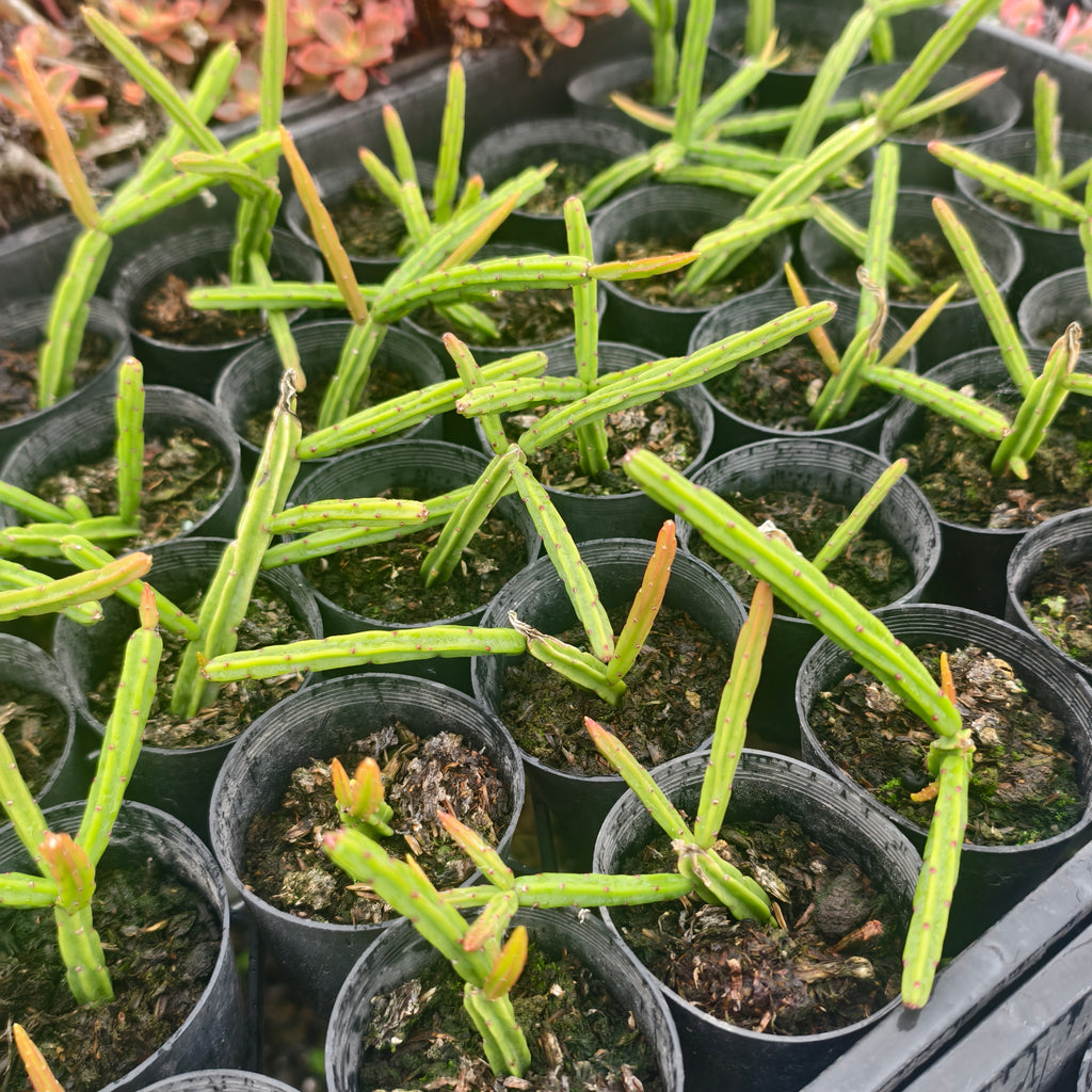 [PACK of 10 PLANTS] x Rhipsalis pentaptera (CLEARANCE $1.50EA)