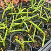 [PACK of 10 PLANTS] x Rhipsalis pentaptera (CLEARANCE $1.50EA)