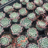 [PACK of 10 PLANTS] x Echeveria 'Shichifuku Bini' (w/pup)