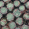 [PACK of 10 PLANTS] x Echeveria 'Shichifuku Bini' (w/pup)