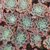 [PACK of 10 PLANTS] x Echeveria 'Blue Waves'