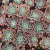 [PACK of 10 PLANTS] x Echeveria 'Blue Waves'