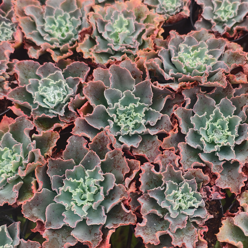 [PACK of 10 PLANTS] x Echeveria 'Blue Waves'