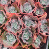 [PACK of 10 PLANTS] x Echeveria 'Bump'