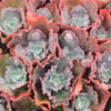 [PACK of 10 PLANTS] x Echeveria 'Bump'
